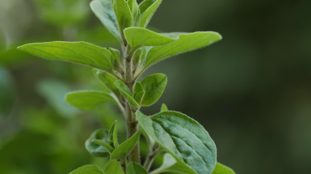 una bonita planta de mejorana se mueve con el viento durante una toma macro