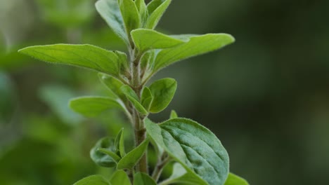 a nice marjoram plant moves in the wind during a macro shot