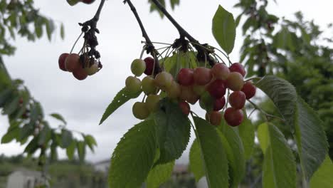 Montón-De-Cerezas-Maduras-Colgando-De-Una-Rama-En-Un-Primer-Plano-Sobre-El-Mal-Tiempo