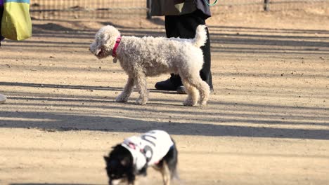 two dogs meet and play in a park