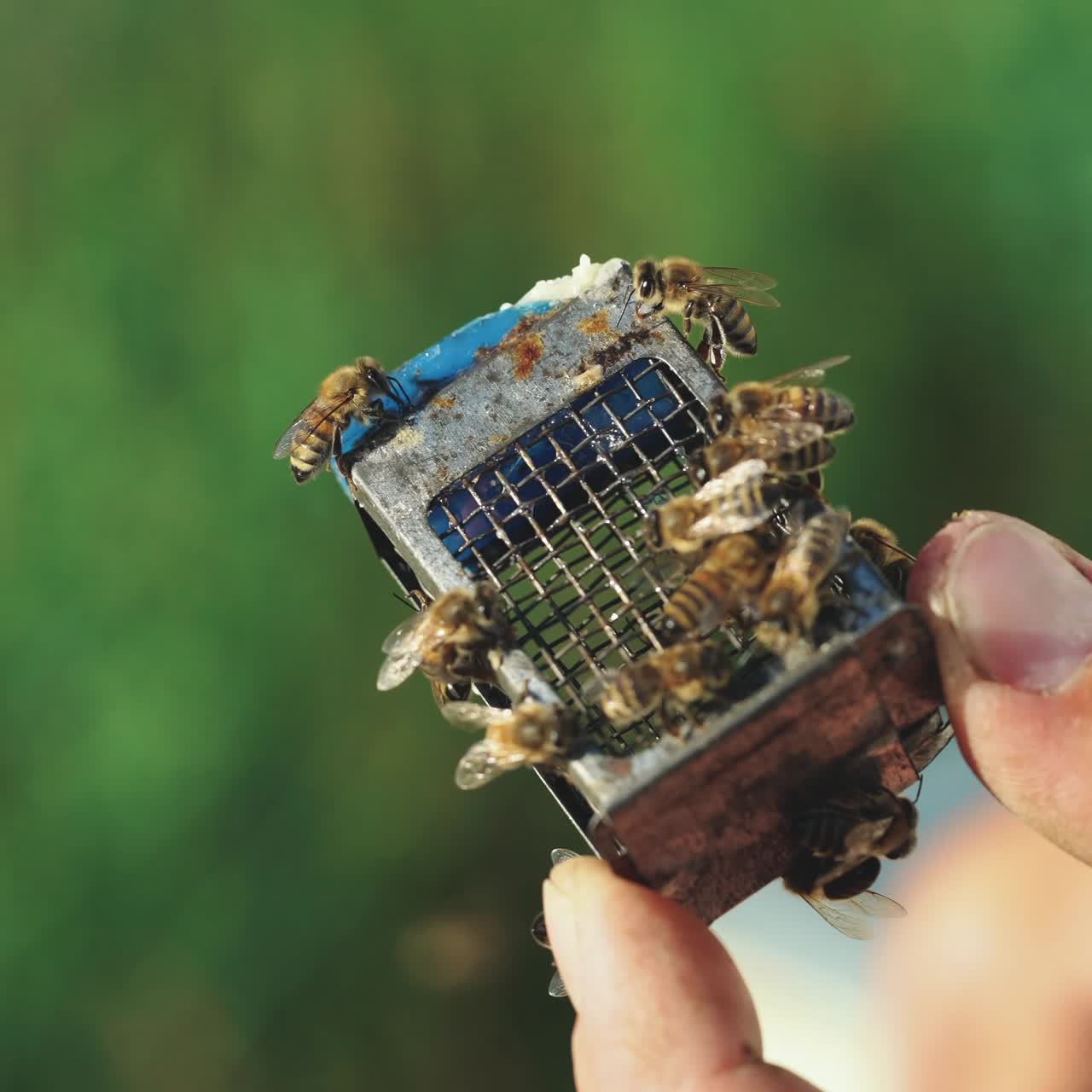 Beekeeper works with bees and beehives in the apiary. Beekeeping concept. Queen of the bee.