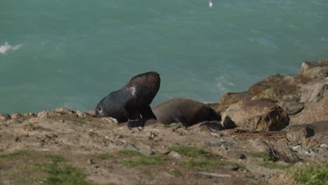 foto estática de focas grises tratando de dormir en la playa de oamaru mientras son rociadas con olas