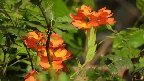 Beautiful-firecracker-flower-in-home-