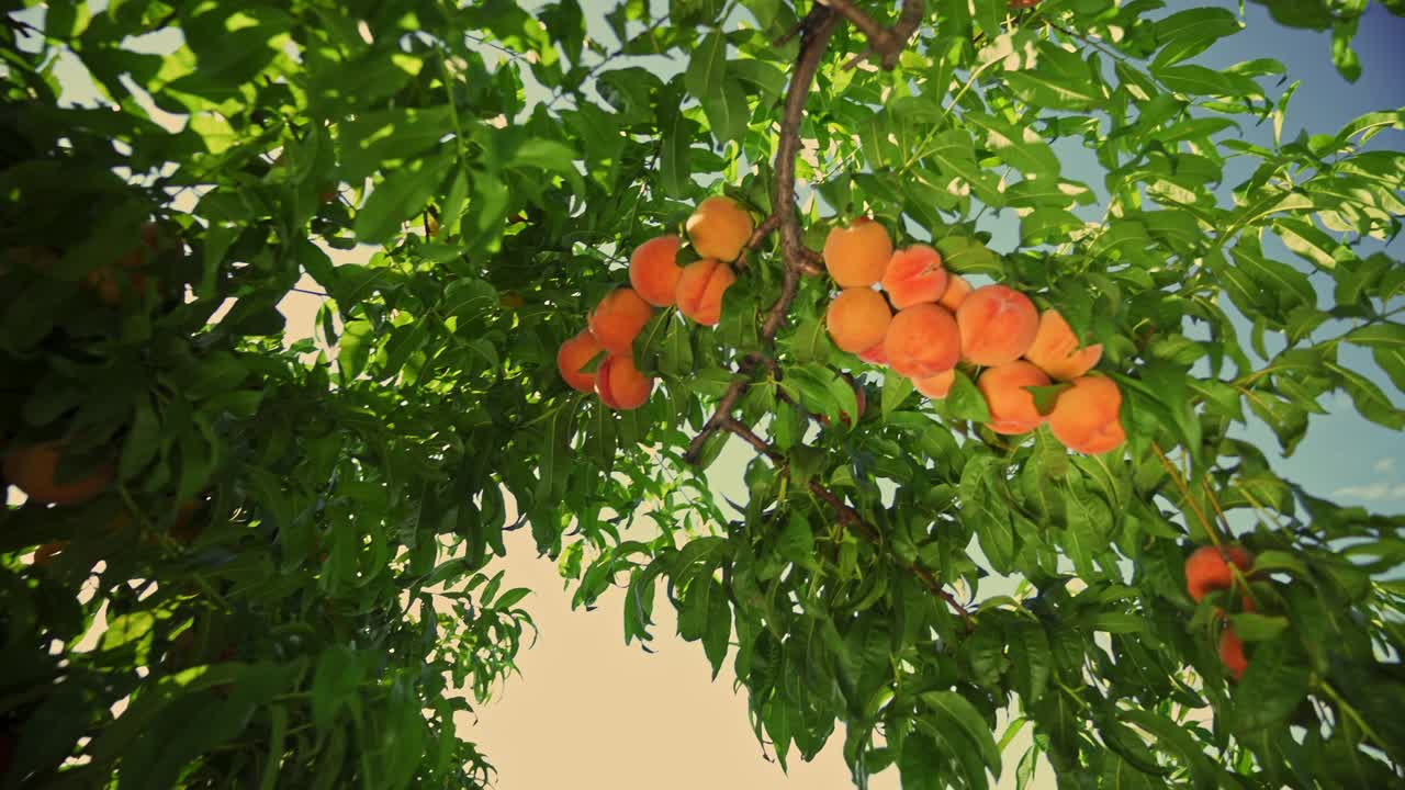 Grosses pêches juteuses sur l'arbre. Magnifique verger. Les fruits mûrissent au soleil