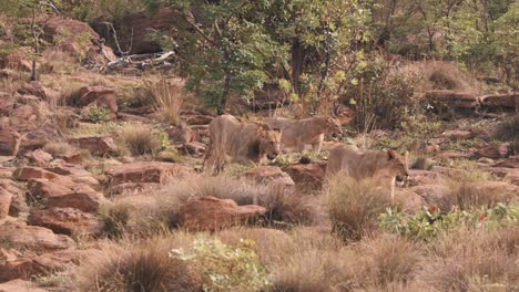 pride of three lions prowling rocky savannah grassland in south africa