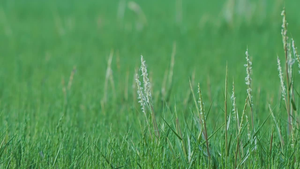 그린 필드 포커스는 해변, 네덜란드, 와이드 샷 틸트 업