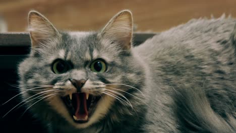 a gray cat with wide eyes and open mouth