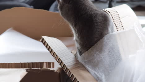 cat sitting in pile of packaging from box, owner in background