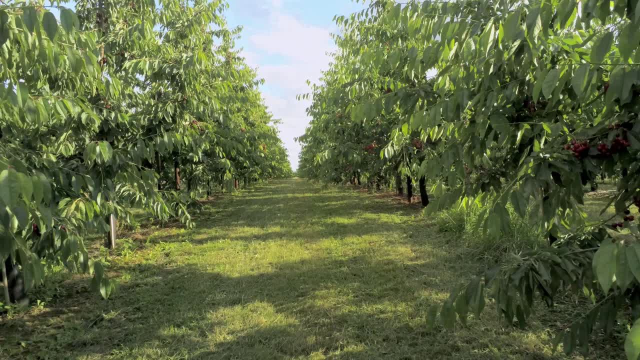 Volando attraverso un campo di ciliegi