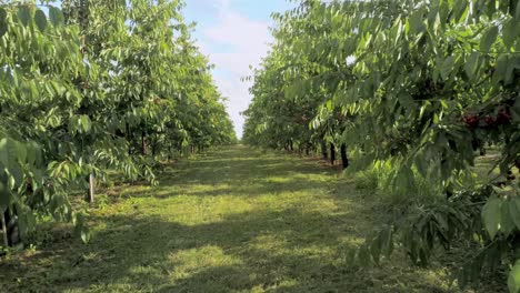 flying through a field of cherry trees