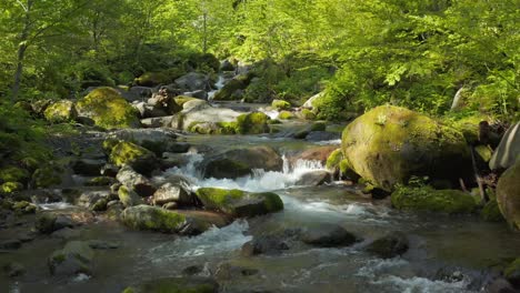 verdant forest and rivers of mt daisen, tottori japan