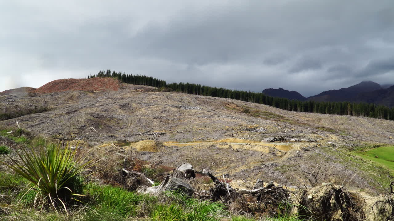 сцена вырубки лесов в новой зеландии