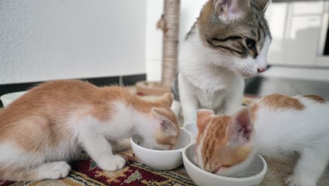 Coche-Adulto-Con-Niños-Bebés-Comiendo-Juntos-Comida-Para-Gatos-Del-Tazón-En-Primer-Plano