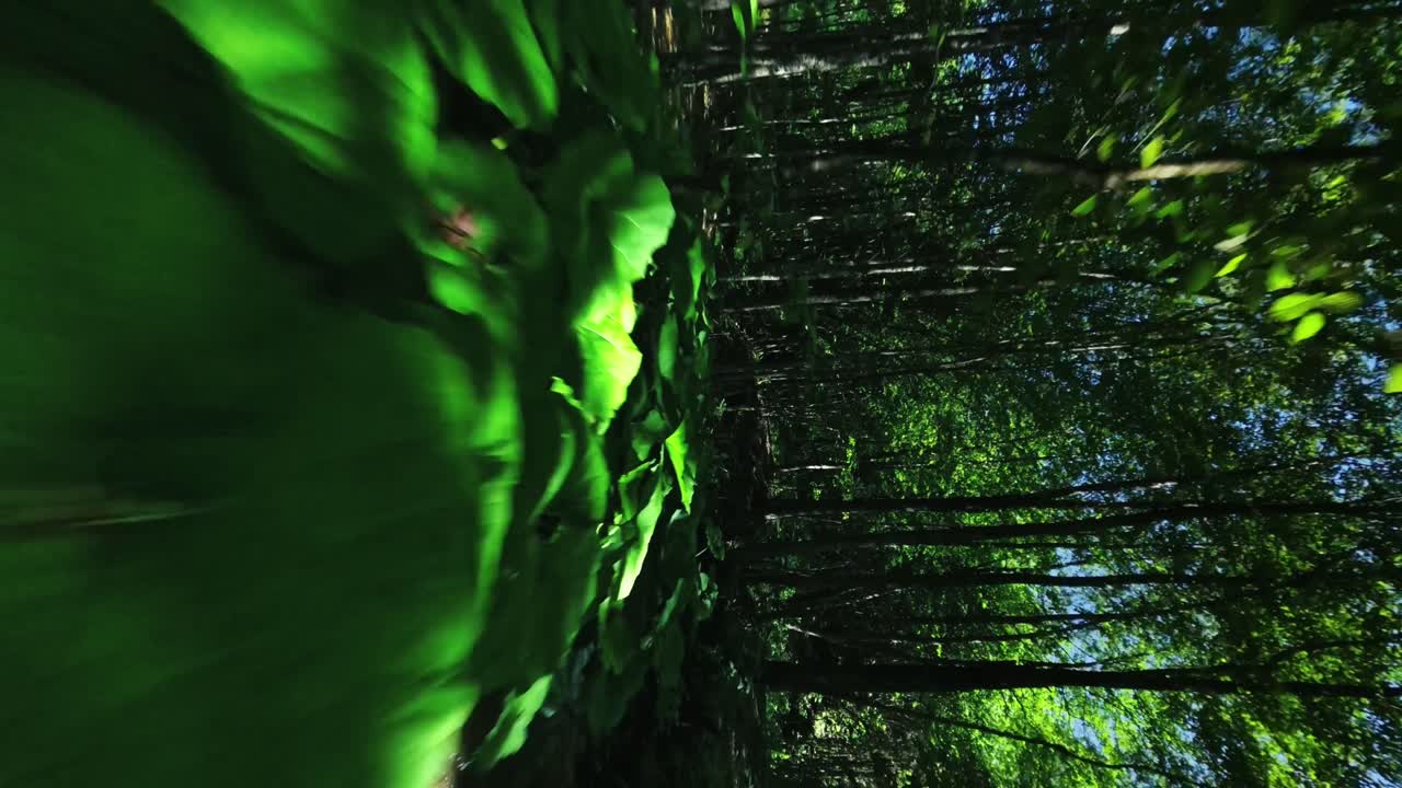 vuelo de drone fpv cinematográfico en el bosque de cuentos de hadas