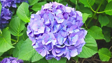 hermosa hortensia en un parque