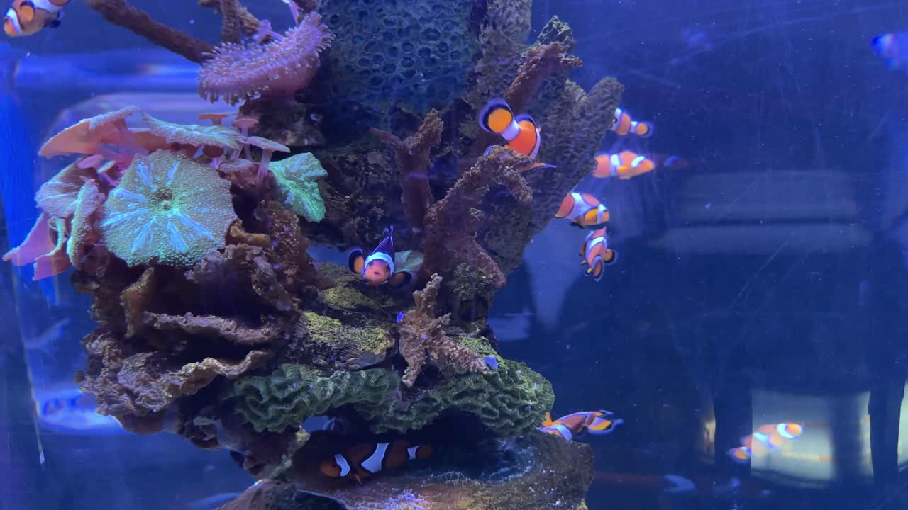 Clownfish swimming around coral reef structures in saltwater aquarium with blue background. Underwater marine photography. Ocean life and reef ecosystem concept. Design for wallpaper, poster, card