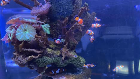 clownfish swimming around coral reef structures in saltwater aquarium with blue background. underwater marine photography. ocean life and reef ecosystem concept. design for wallpaper, poster, card