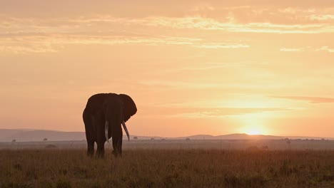 Elephant-walking-across-the-savannah,-savanna-while-the-sun-sets-over-the-orange-glowing-mountains,-Silhouetted-African-Wildlife-in-Maasai-Mara,-Kenya,-Africa-Safari-Animals-in-Masai-Mara