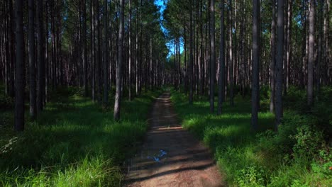4wd dirt road Sunny summer Glass House Mountains forest Sunshine Coast Queensland QLD Australia aerial drone Lutton Beerburrum Peachester State bush Tower Hill Gum Eucalyptus Para Rubber Trees forward