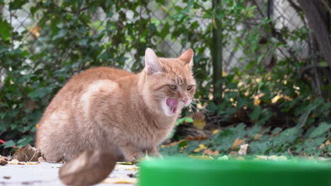 Süße-Katze-Schaut-In-Die-Kamera,-Haustier-Draußen