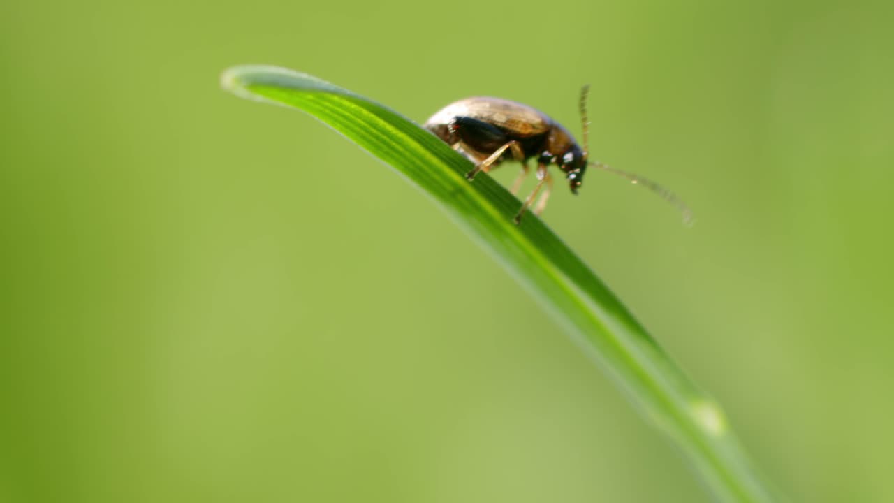 longitarsus foudrasi, escarabajo tortuga con largas antenas en la hoja verde