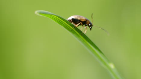 Longitarsus-Foudrasi-Schildkäfer-Mit-Langen-Fühlern-Auf-Grünem-Blatt