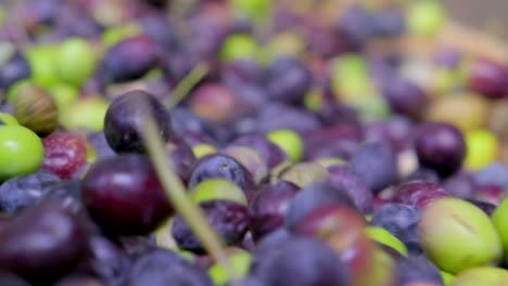 olives separated from their leaves for production in an olive oil factory