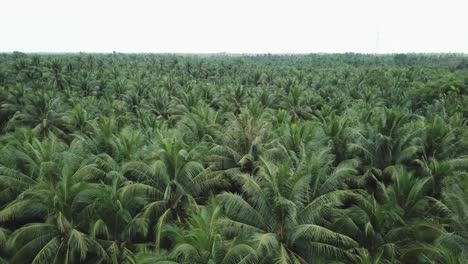 a vast coconut garden with thousands of coconut trees in ben tre province, vietnam