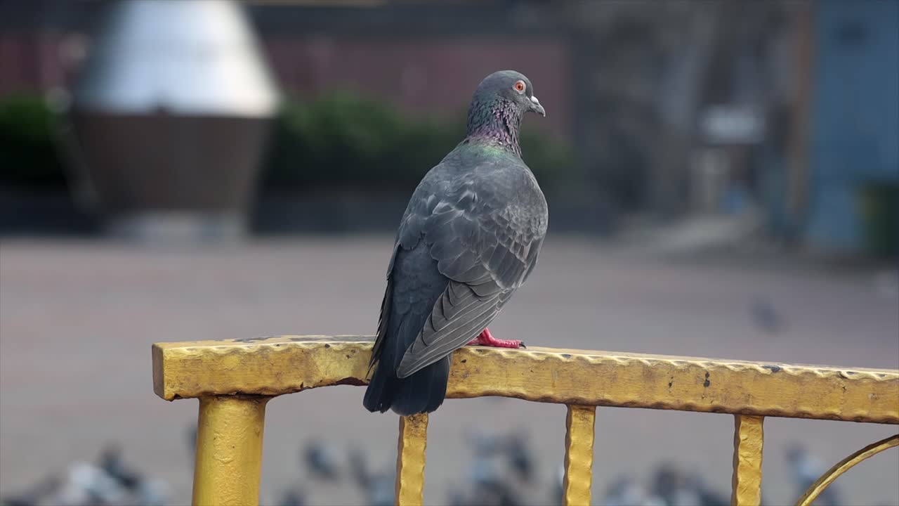 una paloma en una barandilla con palomas en rebaño en el fondo en malasia
