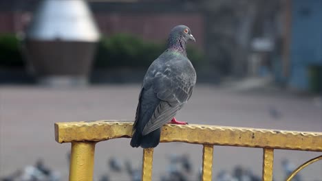 a pigeon on a railing with flocking pigeons in the background in malaysia