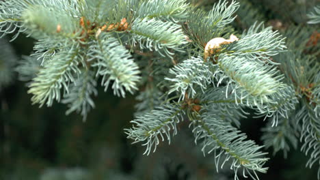 close up of blue spruce tree branch on rainy day, idaho, handheld