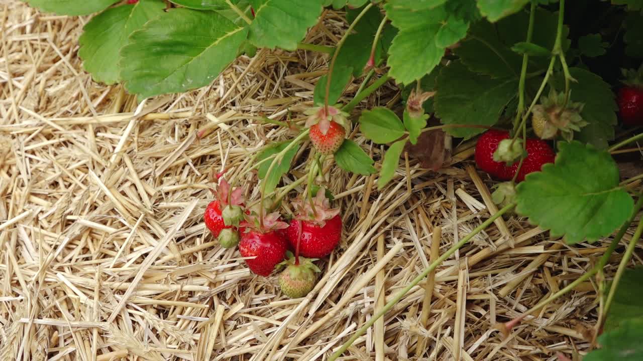 딸기  ⁇   ⁇ 매트