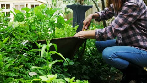 mujer madura plantando en el jardín 4k