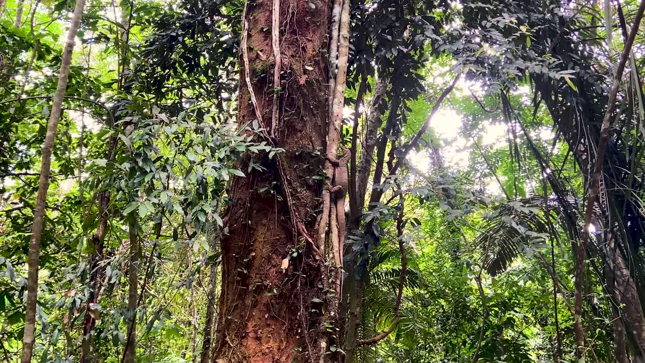 Giant Lizard Clinging On A Tree Trunk In The Forest In Pulau Ubin, Singapore, low angle shot