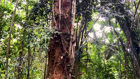 giant lizard clinging on a tree trunk in the forest in pulau ubin, singapore, low angle shot