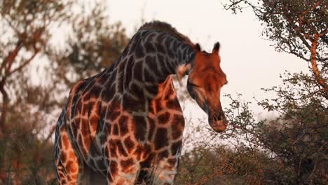 Medium-closeup-of-a-giraffe-while-feeding-in-golden-light,-Greater-Kruger
