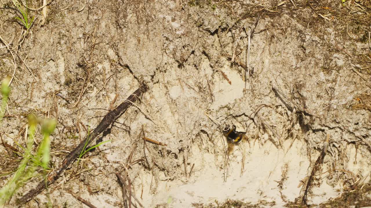 abeja cansada y débil arrastrándose por el suelo