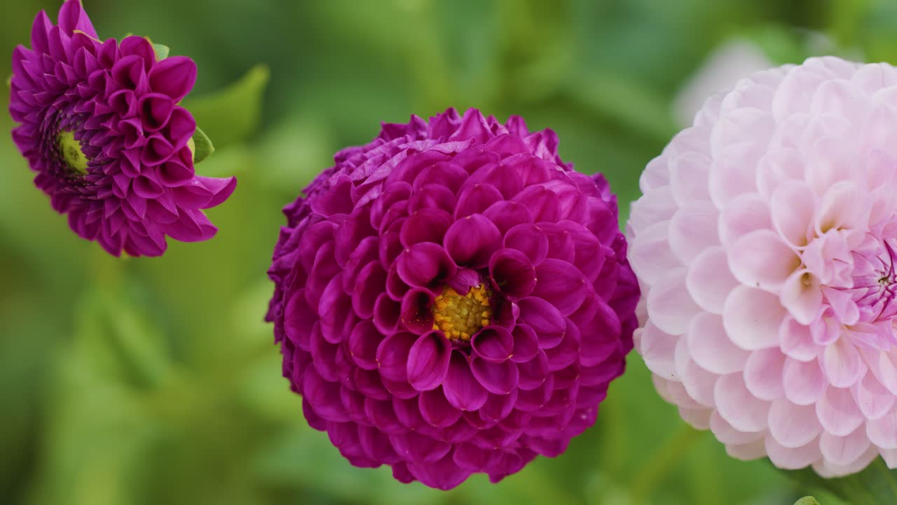 Camera slowly pans over vibrant pink and purple dahlia flowers with soft natural daylight