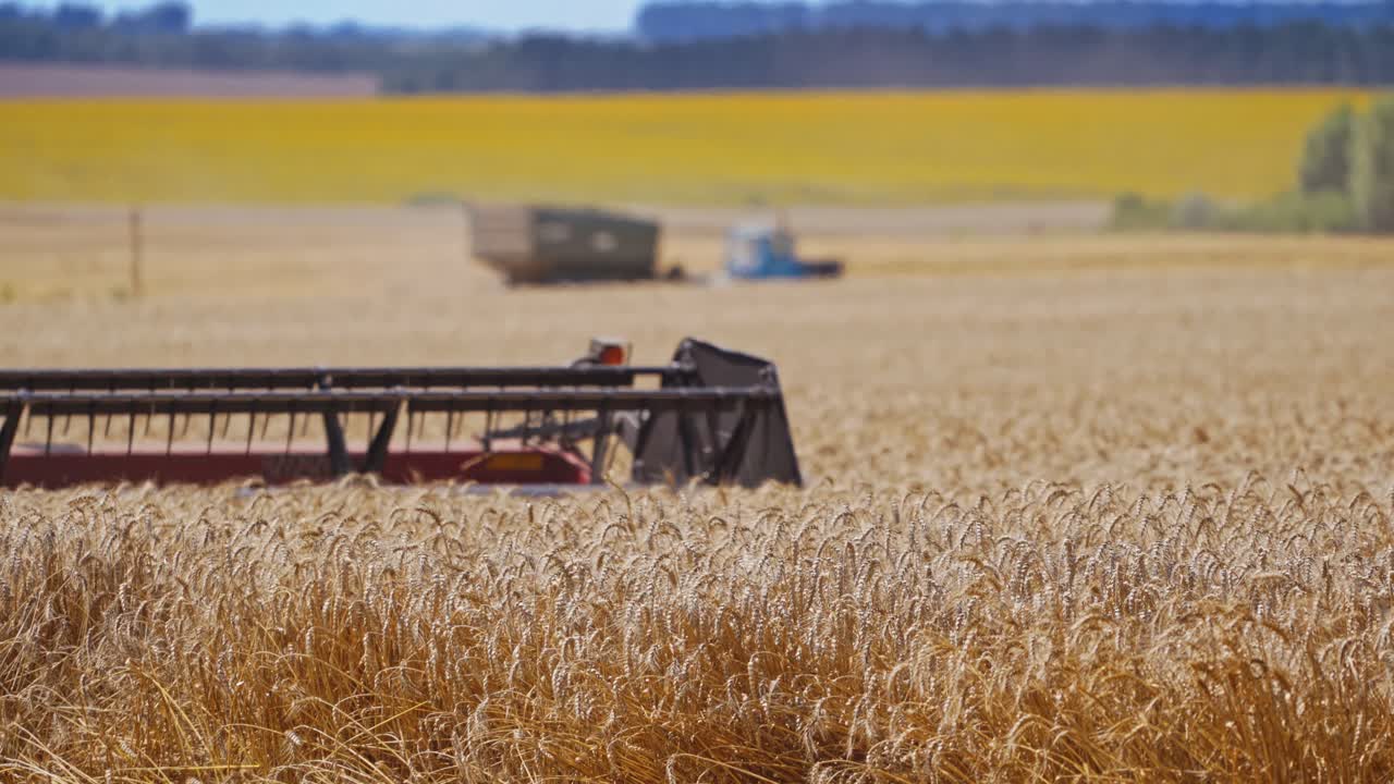 Detail view on knives of combine. Part of agricultural equipment cutting yellow ears of wheat. Grain harvester gathering crop of ripe wheat on the golden field. Close-up.