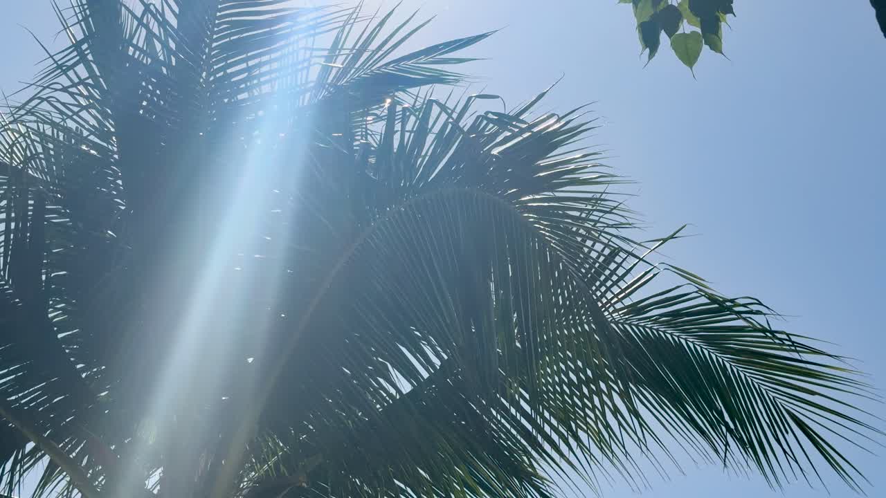 澄み切った青い熱帯の空を背景に、緑のヤシの葉を通して明るい太陽の光が差し込む。