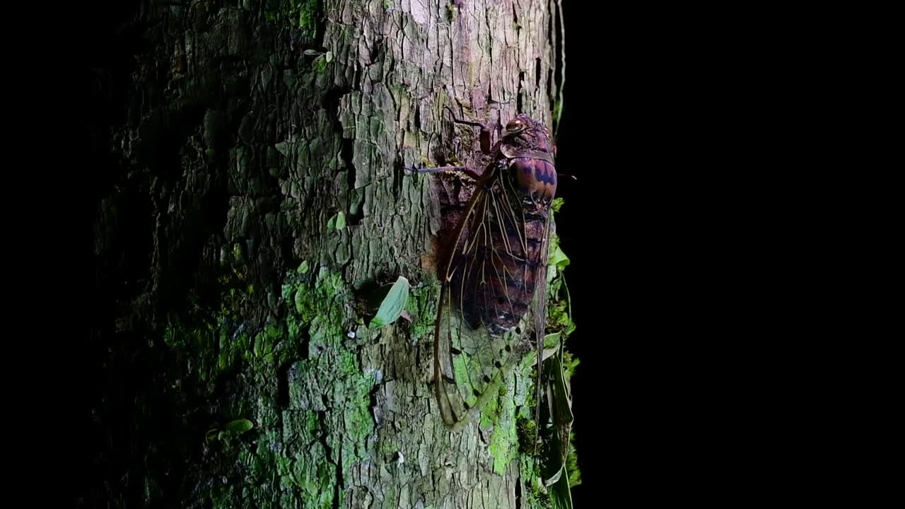 esta cigarra gigante trepando un árbol en la noche, megapomponia intermedia, encontrada en las selvas de tailandia