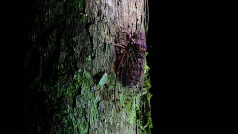 This Giant Cicada Climbing a Tree in the Night, Megapomponia intermedia, found in the jungles of Thailand