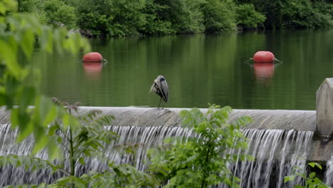 a grey heron sitting on a dam and preening its feathers