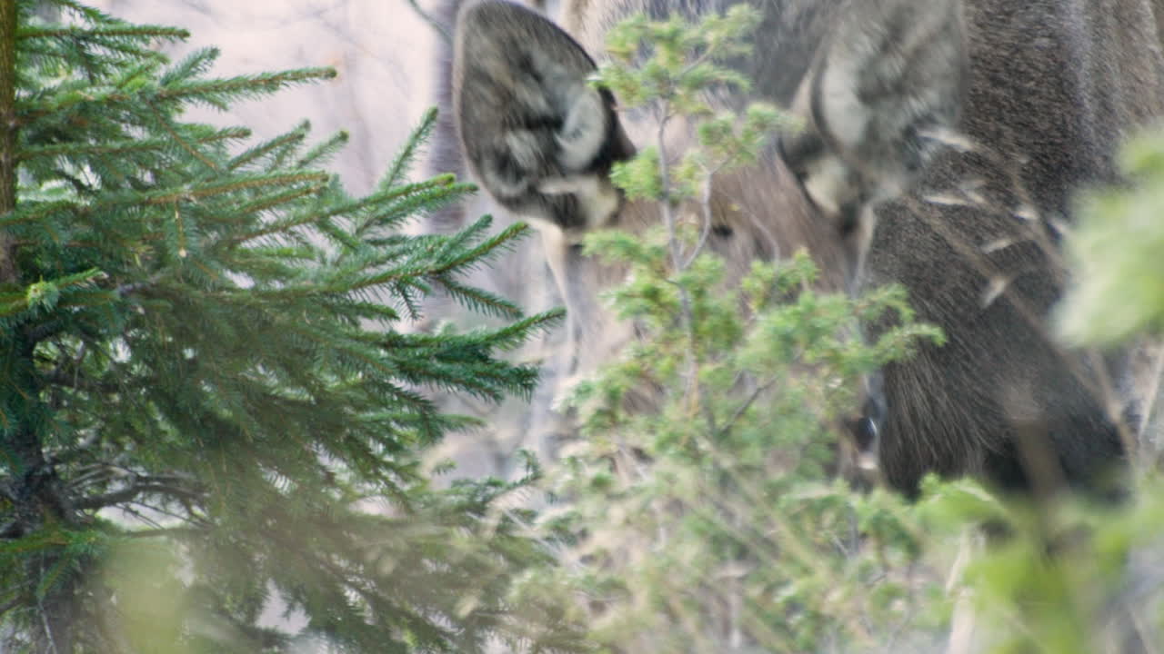 alerta de alce mirando hacia la cámara