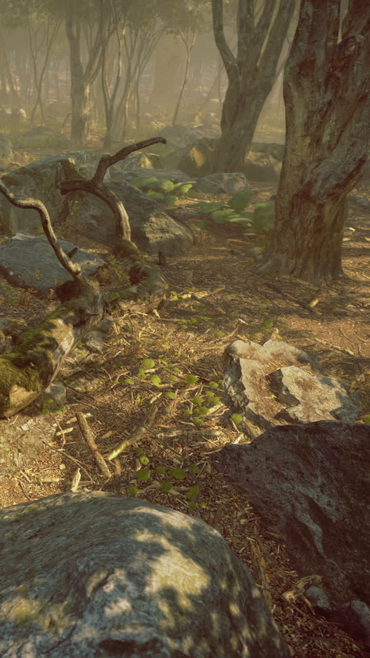 Forest scene with rocks and trees during morning light in a quiet area