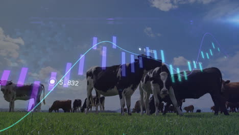 black-and-white dairy cow grazing on green pasture while flat design financial charts overlaying