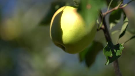 Close-up-of-one-yellow-apple-on-a-tree-branch