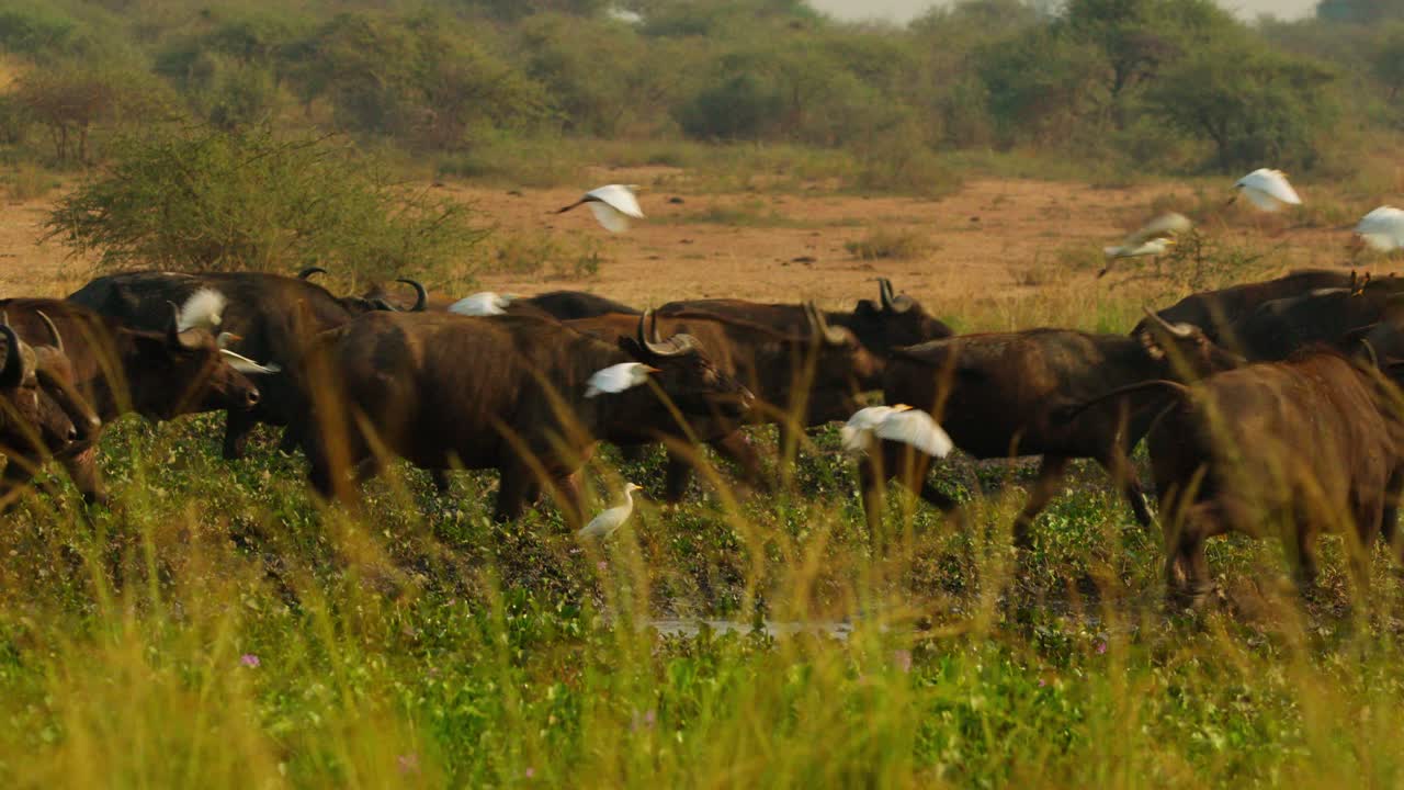 Herd of African buffalo (Syncerus caffer) charges through golden savannah grass as cattle egrets (Bubulcus ibis) take flight above them in dramatic slow motion capture on the savannah in Uganda