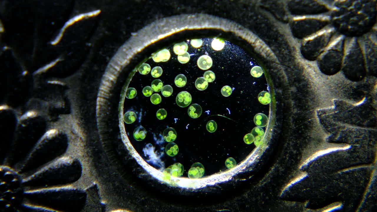 Green Duckweed Floating in a Circular Frame