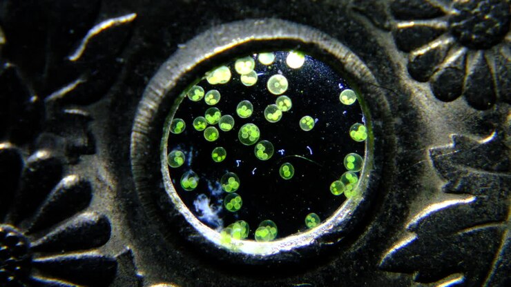 Green Duckweed Floating in a Circular Frame